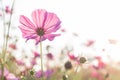 Beautiful purple cosmos flower in garden with sunlight and blue sky Royalty Free Stock Photo