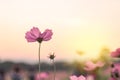 Beautiful purple cosmos flower in garden with sunlight and blue sky Royalty Free Stock Photo