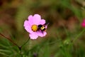 Beautiful purple Cosmos flower in the garden. Flower and insect.