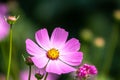 Beautiful purple Cosmos flower on green blured background. Cosmos bipinnatus, commonly called the garden cosmos or Mexican aster Royalty Free Stock Photo