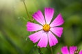 Beautiful purple Cosmos flower on green blured background. Cosmos bipinnatus, commonly called the garden cosmos or Mexican aster Royalty Free Stock Photo