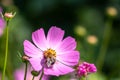 Beautiful purple Cosmos flower on green blured background. Cosmos bipinnatus, commonly called the garden cosmos or Mexican aster Royalty Free Stock Photo