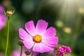 Beautiful purple Cosmos flower on green blured background. Cosmos bipinnatus, commonly called the garden cosmos or Mexican aster Royalty Free Stock Photo