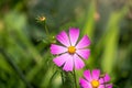 Beautiful purple Cosmos flower on green blured background. Cosmos bipinnatus, commonly called the garden cosmos or Mexican aster Royalty Free Stock Photo