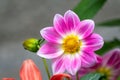 Beautiful purple Cosmos flower on green blured background. Cosmos bipinnatus, commonly called the garden cosmos or Mexican aster Royalty Free Stock Photo