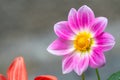 Beautiful purple Cosmos flower on green blurred background. Cosmos bipinnatus, commonly called the garden cosmos or Mexican aster Royalty Free Stock Photo