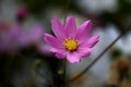 Beautiful purple Cosmos flowers in the garden. Royalty Free Stock Photo