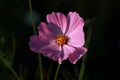 Beautiful purple Cosmos flowers in the garden. Royalty Free Stock Photo