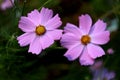 Beautiful purple Cosmos flowers in the garden. Royalty Free Stock Photo