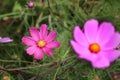 Beautiful purple Cosmos flowers in the garden. Royalty Free Stock Photo