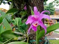 Beautiful purple Crimson cattleya flower in the garden