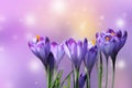 Beautiful purple crocus on colorful bokeh background Royalty Free Stock Photo