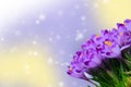 Beautiful purple crocus on colorful bokeh background Royalty Free Stock Photo