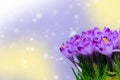 Beautiful purple crocus on colorful bokeh background Royalty Free Stock Photo