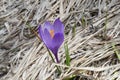 Beautiful purple crocus flower blooming on the ground in spring forest. Nature close up wallpaper Royalty Free Stock Photo