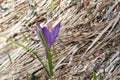 Beautiful purple crocus flower blooming on the ground in spring forest. Nature close up wallpaper Royalty Free Stock Photo