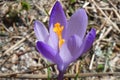 Beautiful purple crocus flower blooming on the ground in spring forest. Nature close up wallpaper Royalty Free Stock Photo