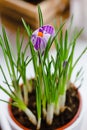 Beautiful purple crocus flower blooming in a pot. Royalty Free Stock Photo