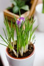 Beautiful purple crocus flower blooming in a pot. Royalty Free Stock Photo