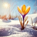 Beautiful purple crocus flower in snow in early spring. Royalty Free Stock Photo