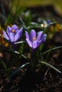 Beautiful purple crocus flower on a sunny spring day close up. Royalty Free Stock Photo