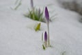 Beautiful purple crocus flowers budding through snow Royalty Free Stock Photo