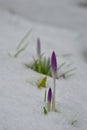 Beautiful purple crocus flowers budding through snow Royalty Free Stock Photo