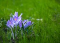 Beautiful Purple Crocus Flowers closeup Royalty Free Stock Photo