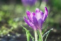 Beautiful purple crocus flowers in water droplets in early spring Royalty Free Stock Photo