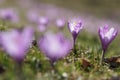 Beautiful purple crocus macro closeup