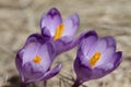 Beautiful purple crocus macro closeup