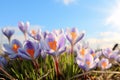 Beautiful Purple crocus spring flower in front of blue sky Royalty Free Stock Photo