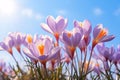 Purple crocus spring flower in front of blue sky Royalty Free Stock Photo