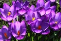 Beautiful purple crocuses bloom in the garden in all its glory Royalty Free Stock Photo