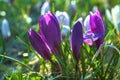 Beautiful Purple Crocuses in Blurred Green Background Royalty Free Stock Photo