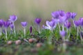 Purple Crocuses in spring