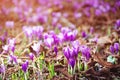 Beautiful purple crocuses in spring time. Spring flowers in the wild nature Royalty Free Stock Photo