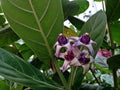 Beautiful Purple Crown Flower Royalty Free Stock Photo