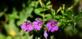 Beautiful Purple Cuphea Hyssopifolia Flower