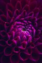 Beautiful purple dahlia