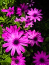 Beautiful purple daisy Royalty Free Stock Photo