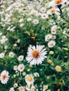 Beautiful purple daisy flowers in morning dew in sunny meadow in cold morning. Tranquil moment. Atmospheric morning. Flowers in Royalty Free Stock Photo