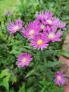 Beautiful purple daisy flowers in Sri Lanka moron