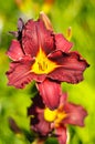 Beautiful purple Daylily Hemerocallis flower Royalty Free Stock Photo