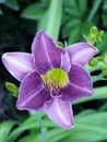 Beautiful purple daylily or hemerocallis flower Royalty Free Stock Photo