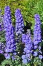 Purple delphinium floral beauty