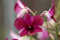 Beautiful purple dendrobium orchid flowers Royalty Free Stock Photo