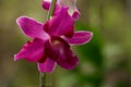 Beautiful purple dendrobium orchid flowers Royalty Free Stock Photo