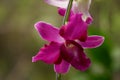 Beautiful purple dendrobium orchid flowers Royalty Free Stock Photo