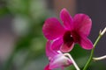 Beautiful purple dendrobium orchid flowers Royalty Free Stock Photo